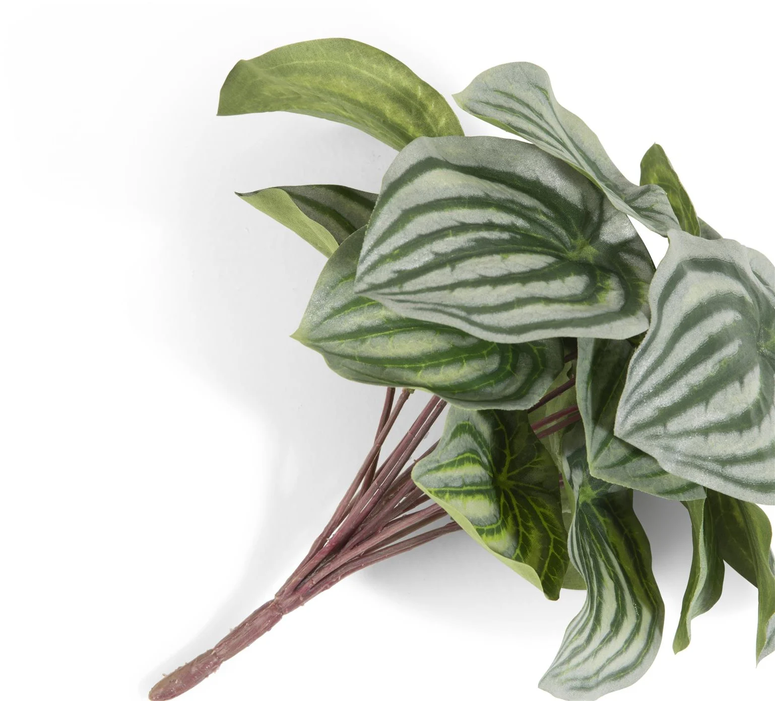 Coco Maison Peperomia Bush H25cm Kunstblume
