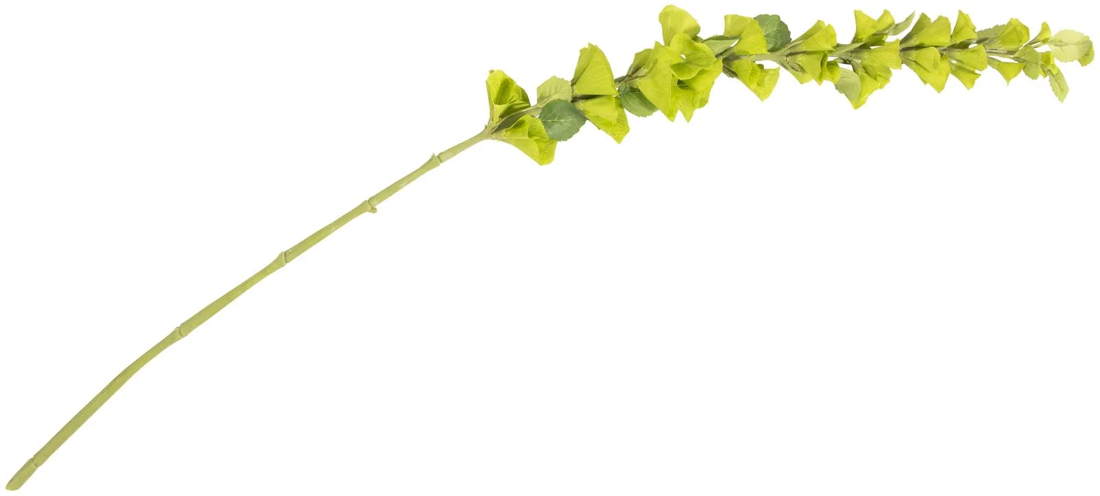 Coco Maison Molucella Spray H105cm Kunstblume
