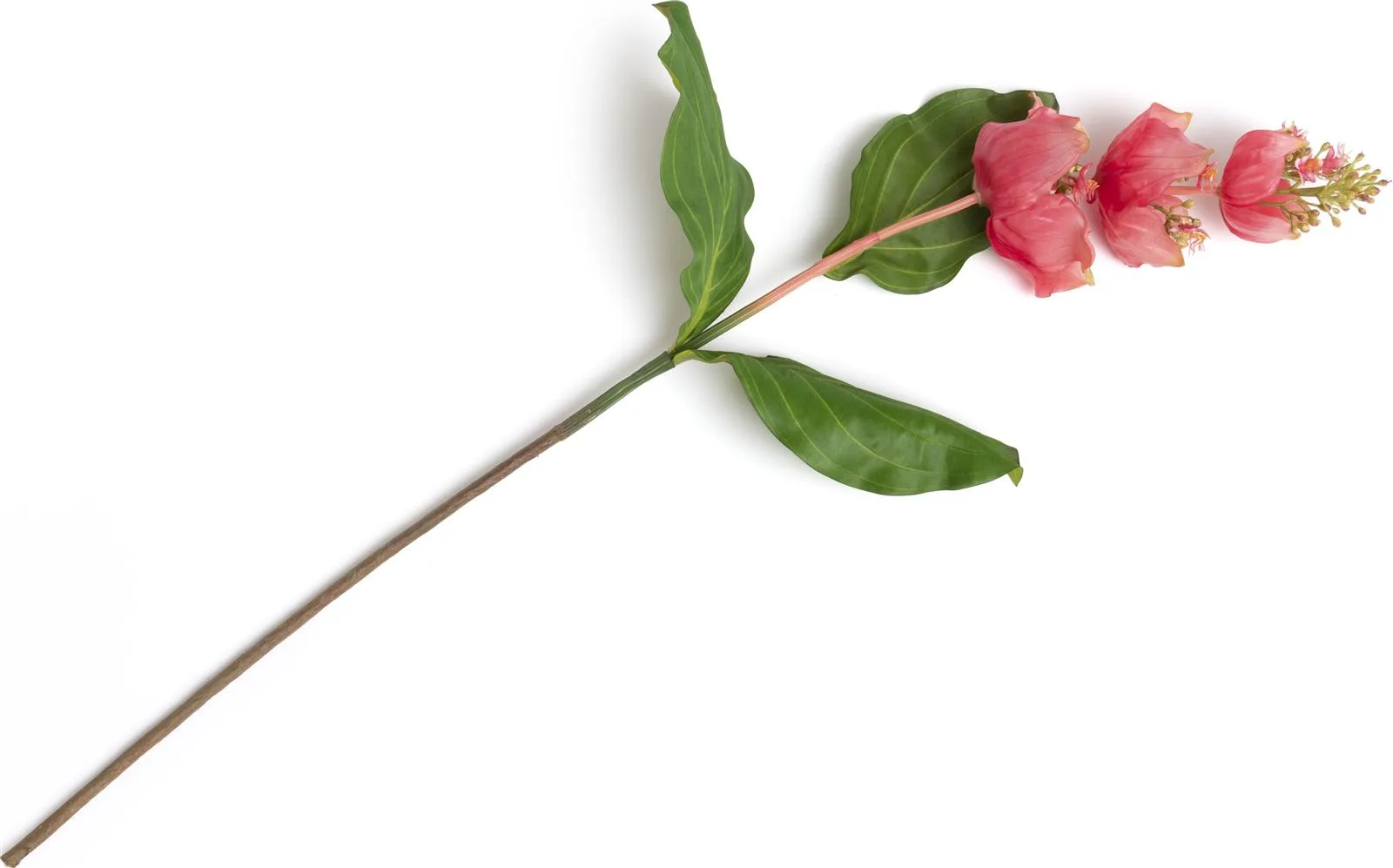Coco Maison Medinilla Spray Kunstblume H110cm