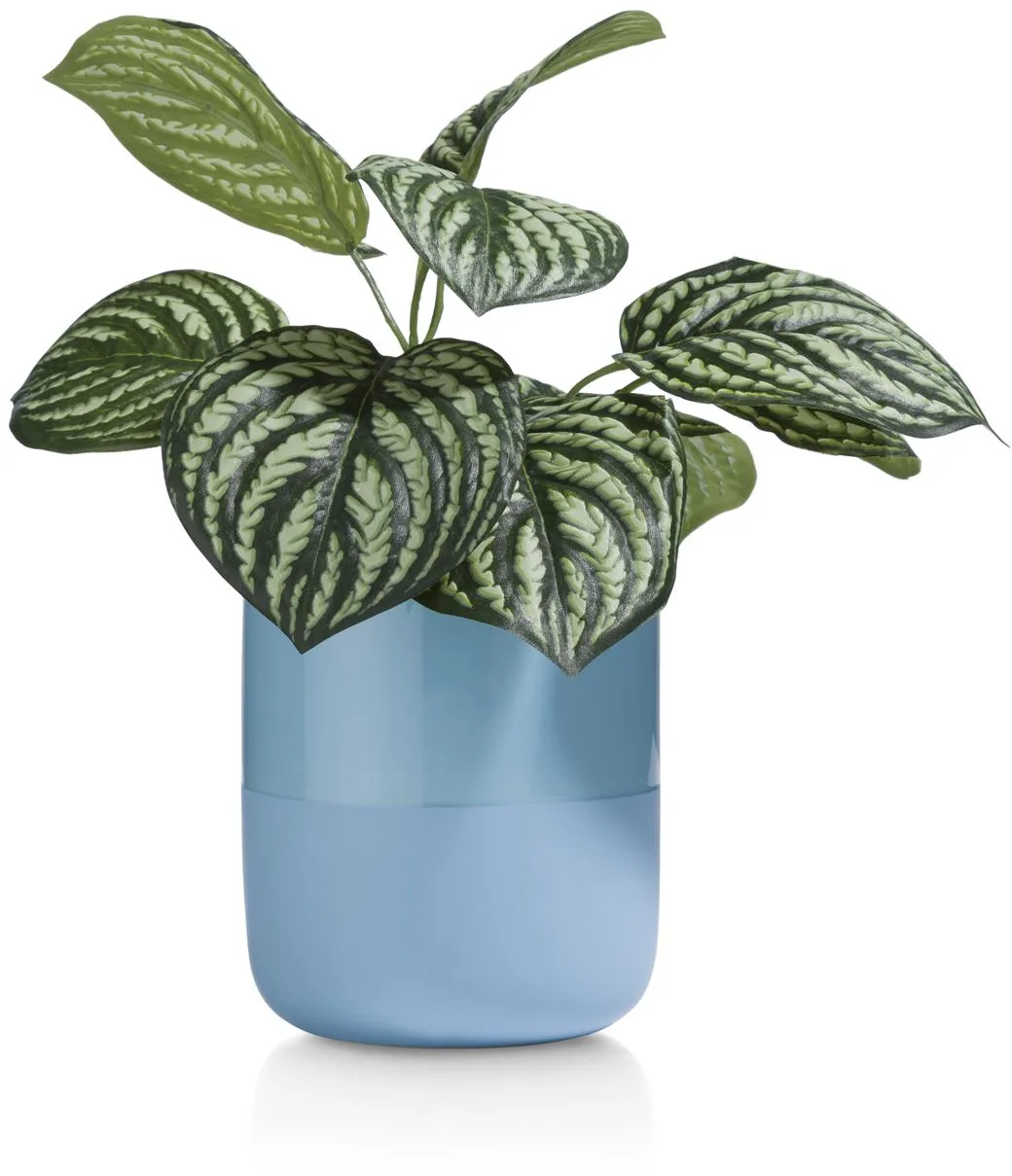Coco Maison Peperomia Bush Kunstblume H30cm