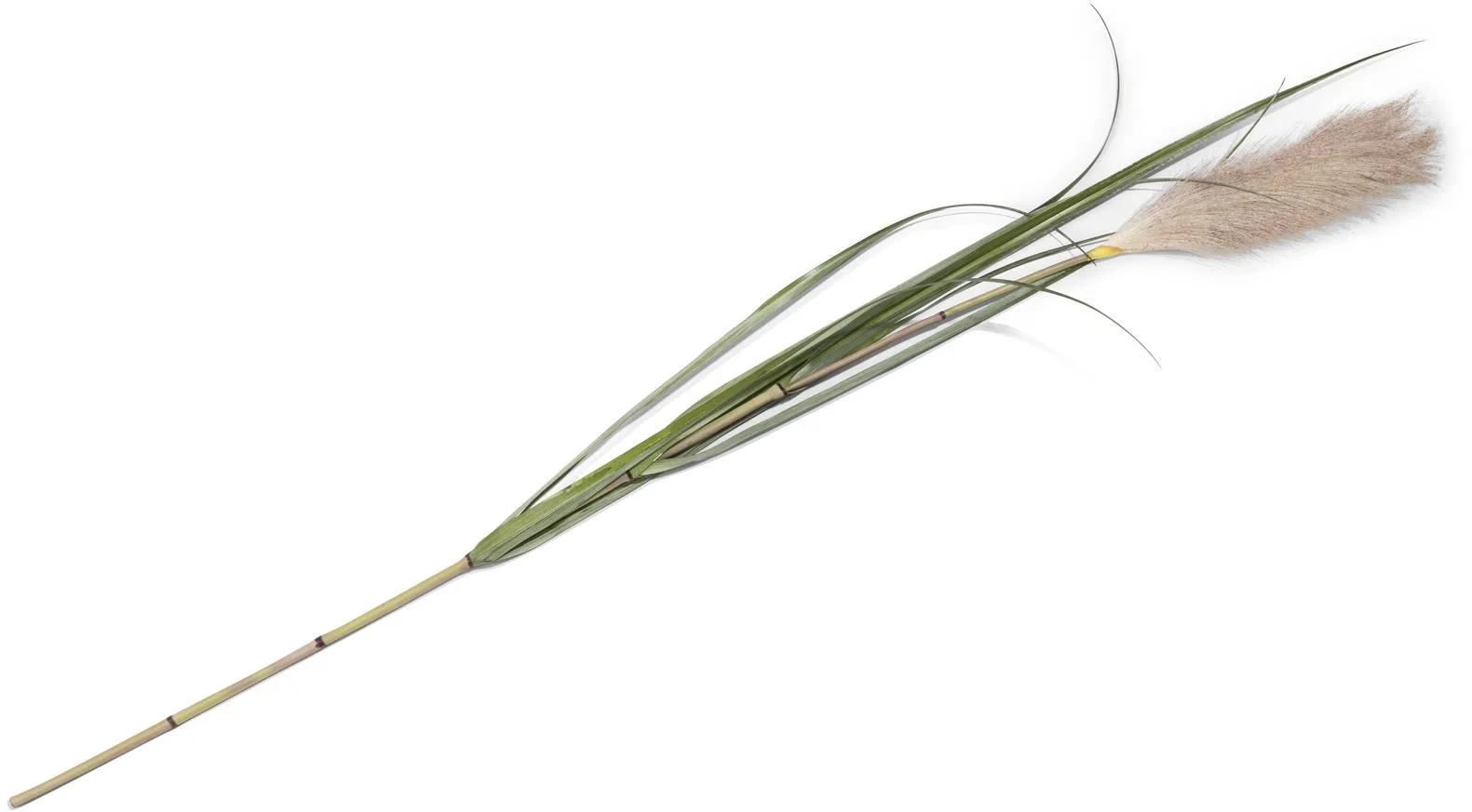 Coco Maison Pampus Grass Kunstblume H120cm